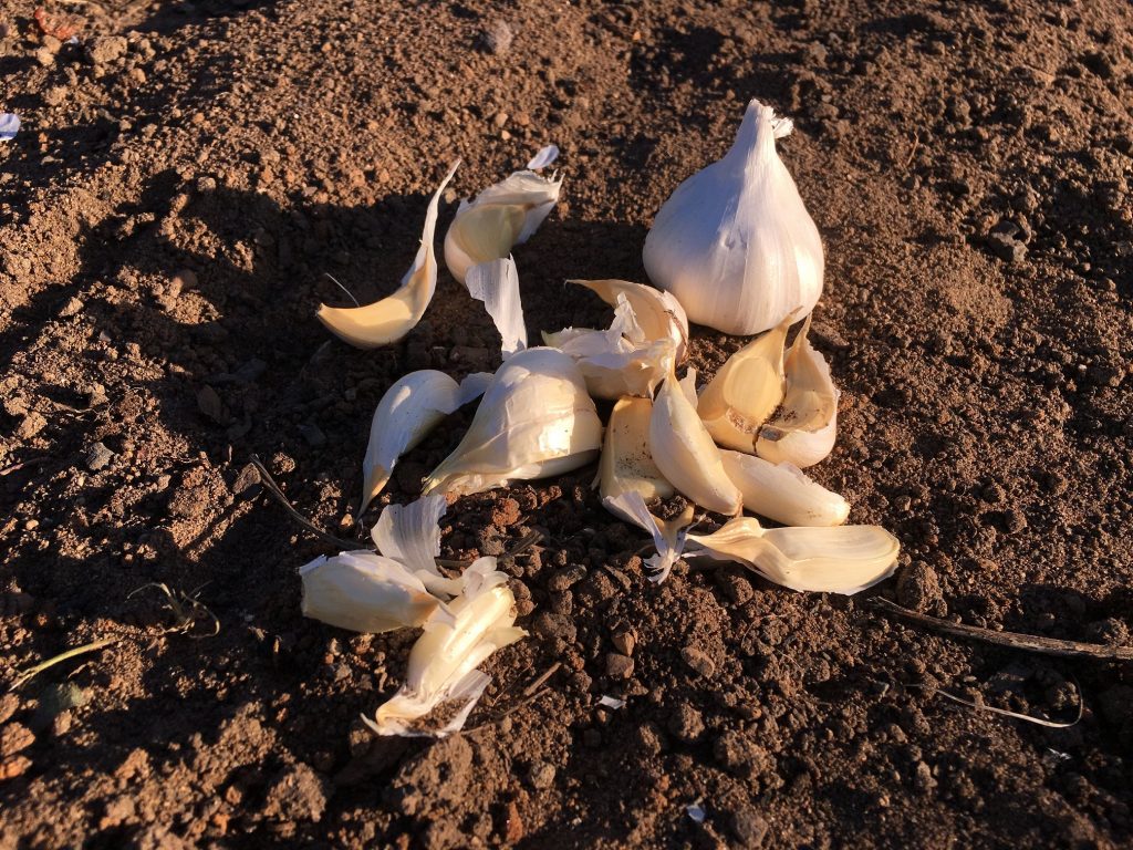CULTIVE AJO ESTE OTOÑO