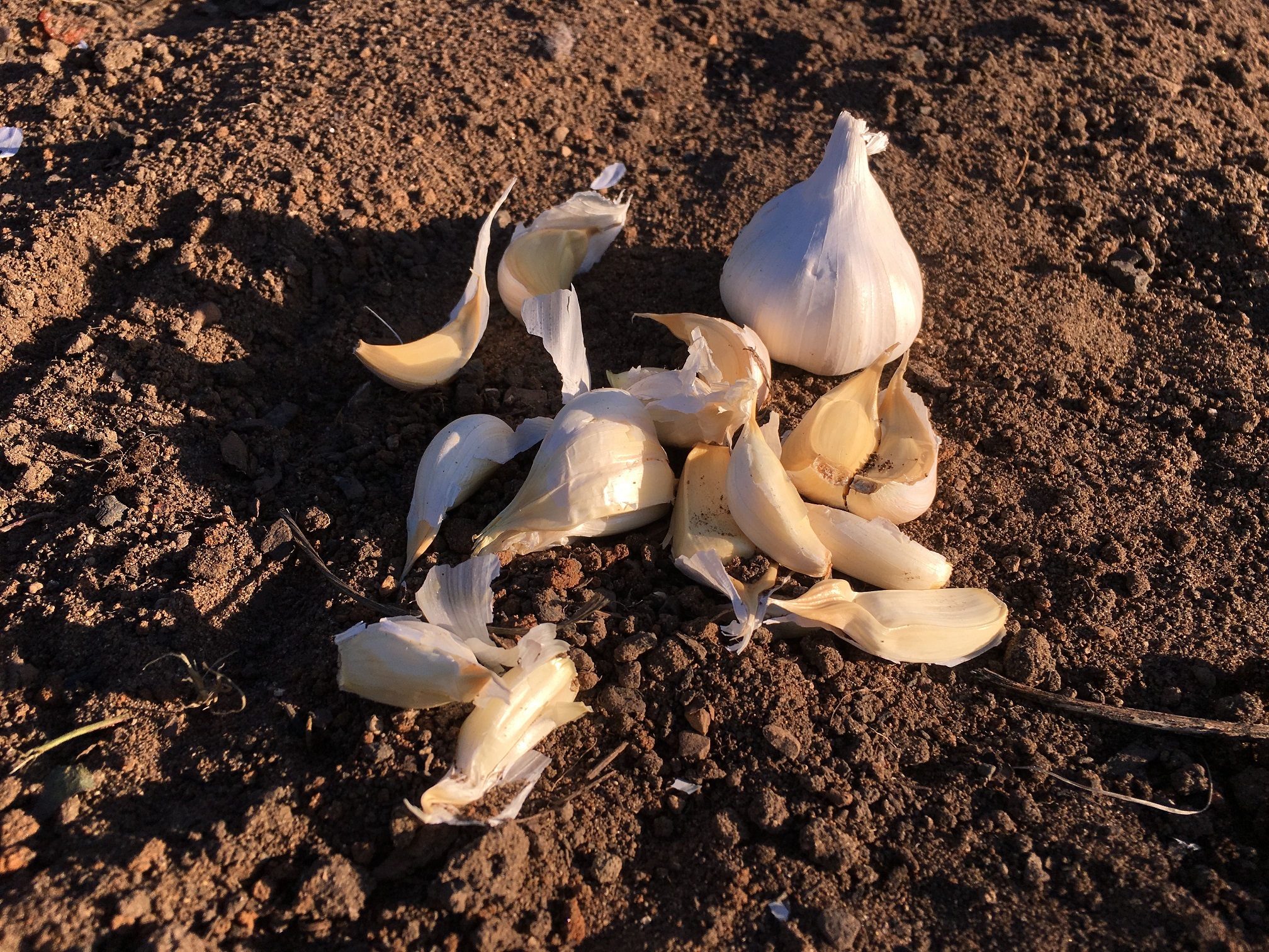 CULTIVE AJO ESTE OTOÑO